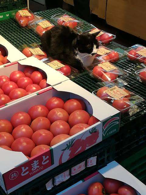 がるちゃん猫カフェ75号店開店しました♪(初めての方も大歓迎♪)