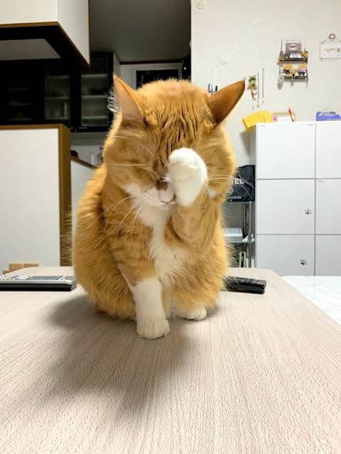 がるちゃん猫カフェ75号店開店しました♪(初めての方も大歓迎♪)