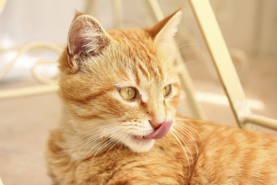 がるちゃん猫カフェ75号店開店しました♪(初めての方も大歓迎♪)