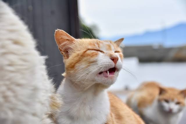 がるちゃん猫カフェ75号店開店しました♪(初めての方も大歓迎♪)
