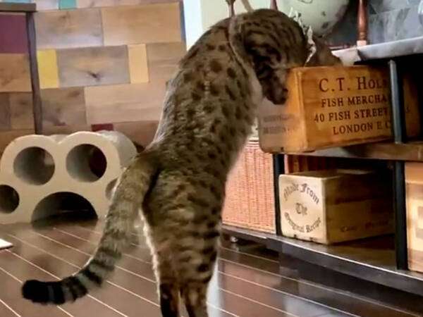 がるちゃん猫カフェ75号店開店しました♪(初めての方も大歓迎♪)