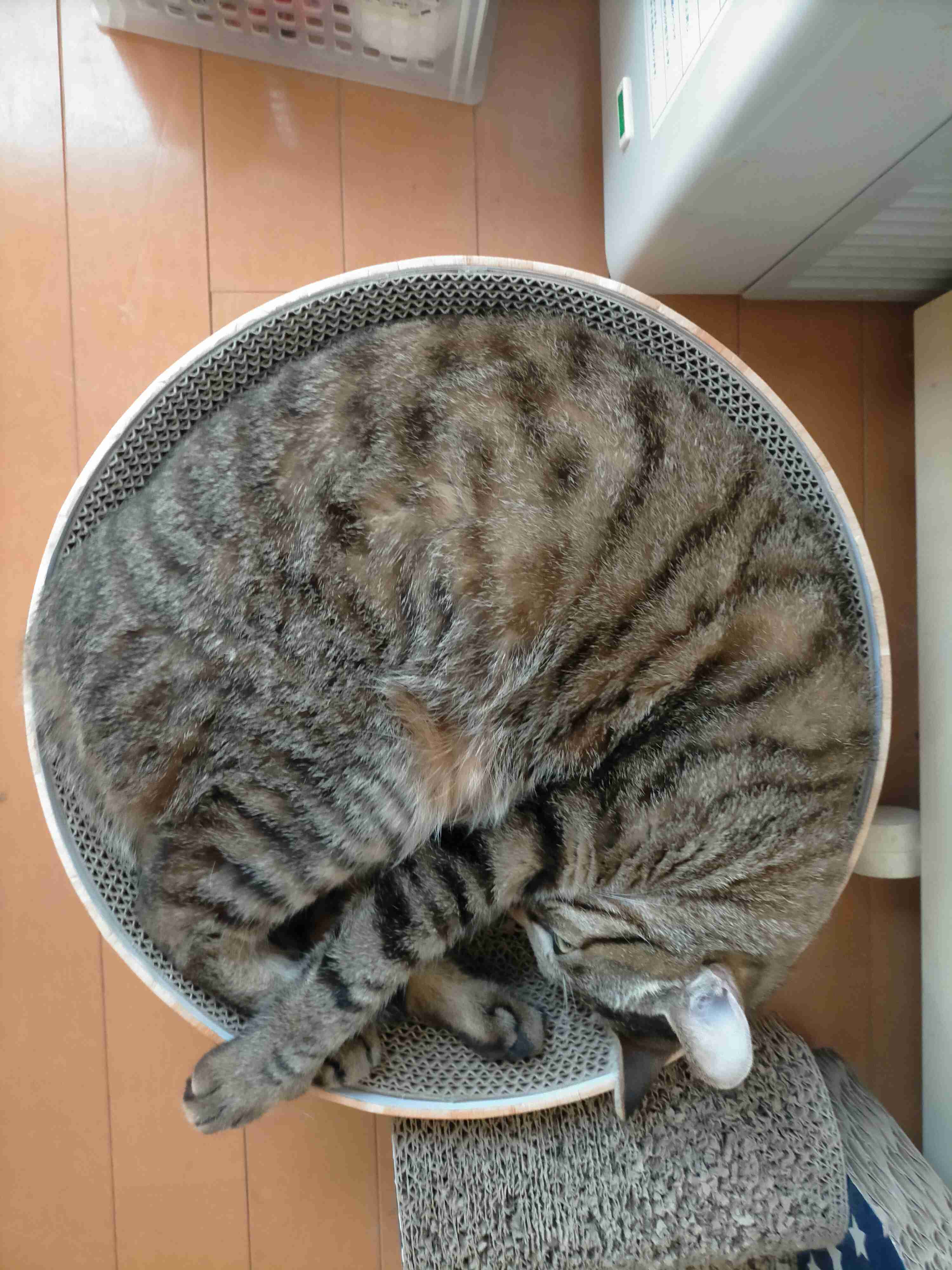 がるちゃん猫カフェ75号店開店しました♪(初めての方も大歓迎♪)