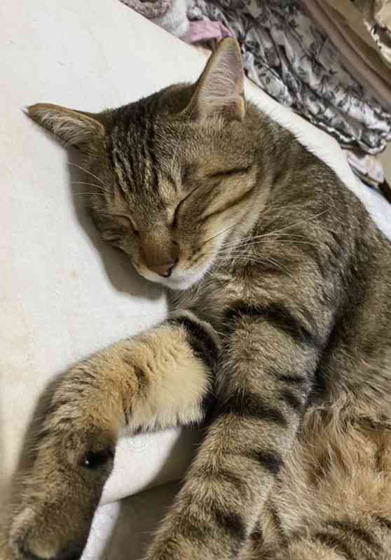 がるちゃん猫カフェ75号店開店しました♪(初めての方も大歓迎♪)