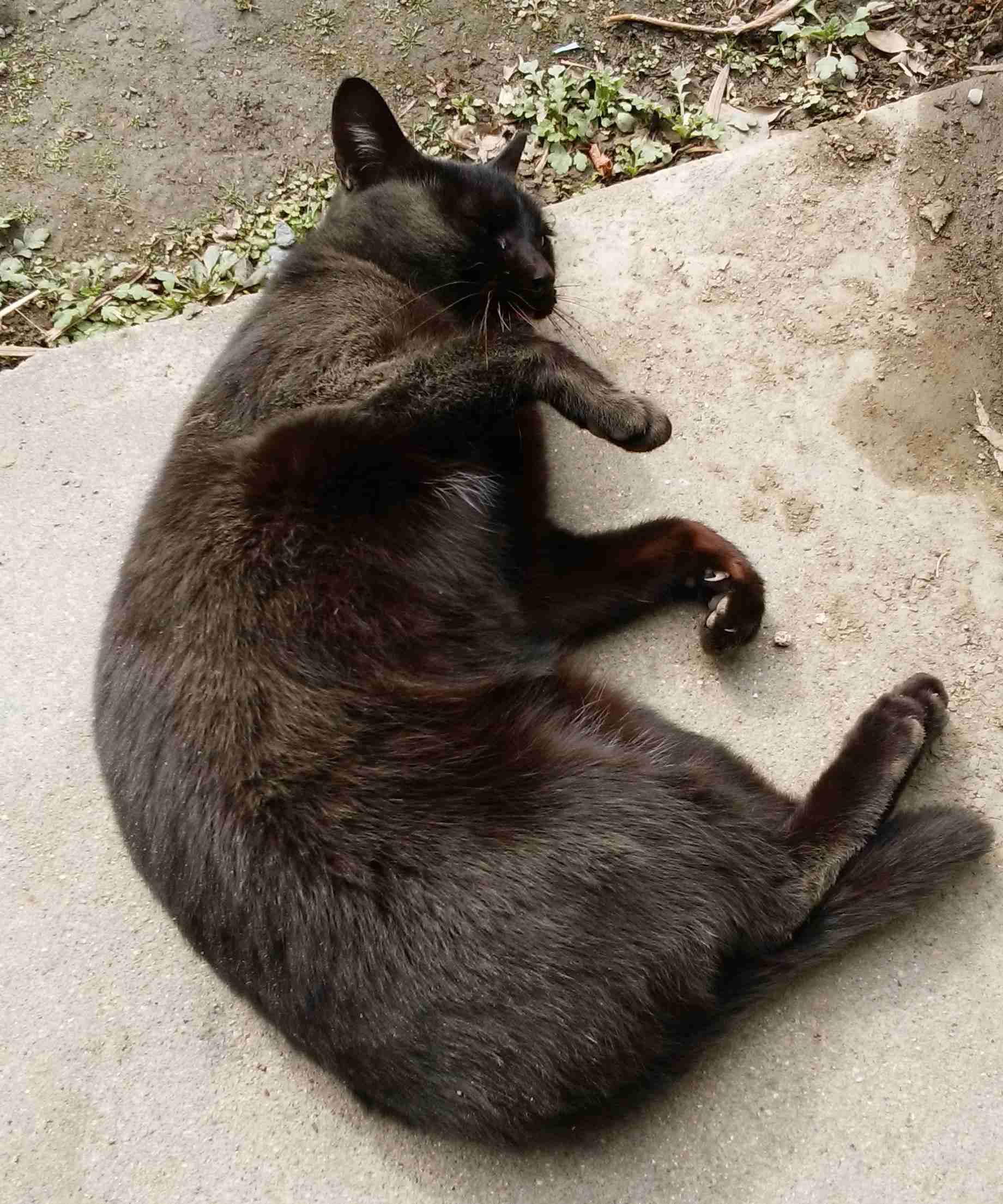 がるちゃん猫カフェ75号店開店しました♪(初めての方も大歓迎♪)