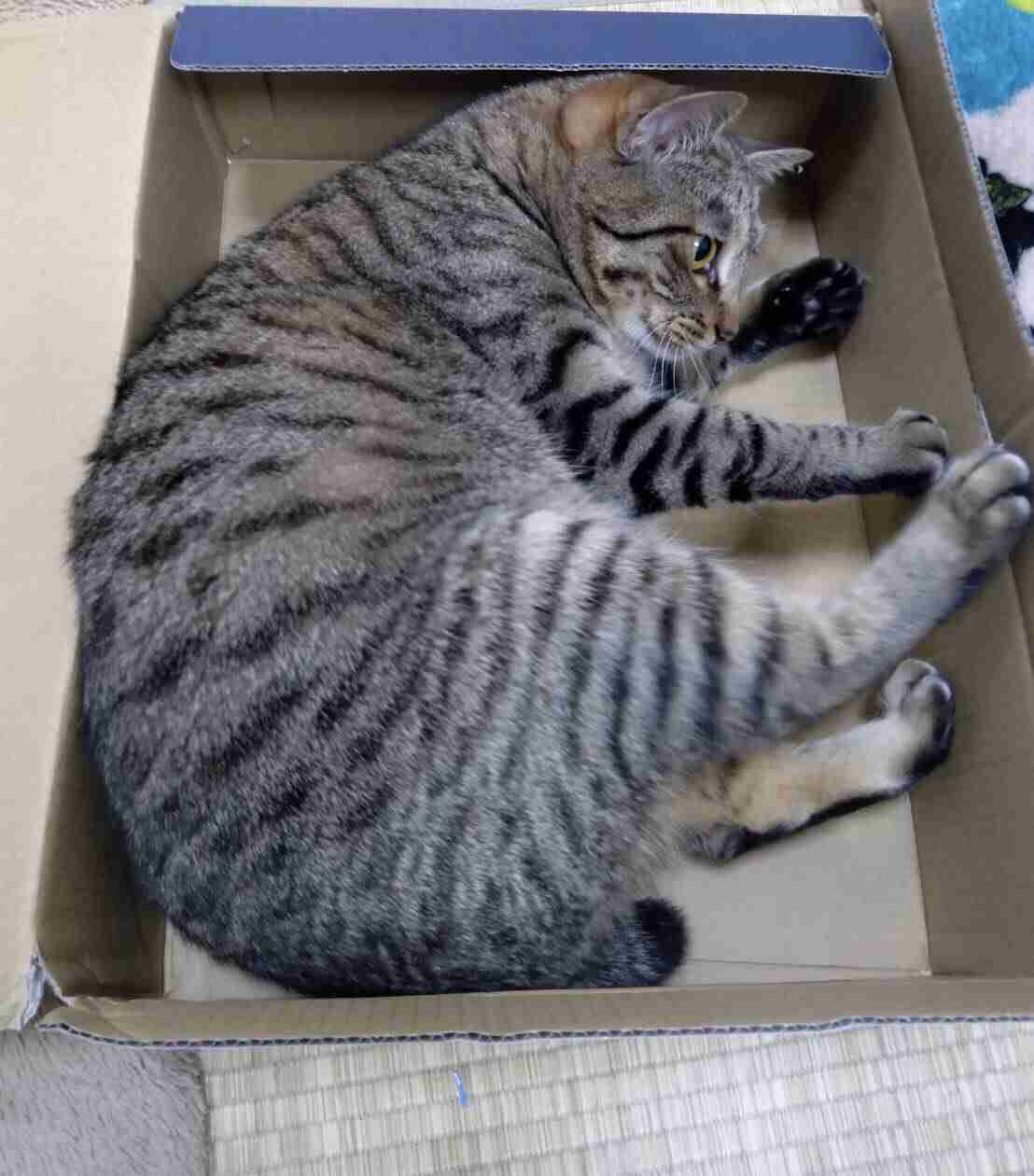 がるちゃん猫カフェ75号店開店しました♪(初めての方も大歓迎♪)