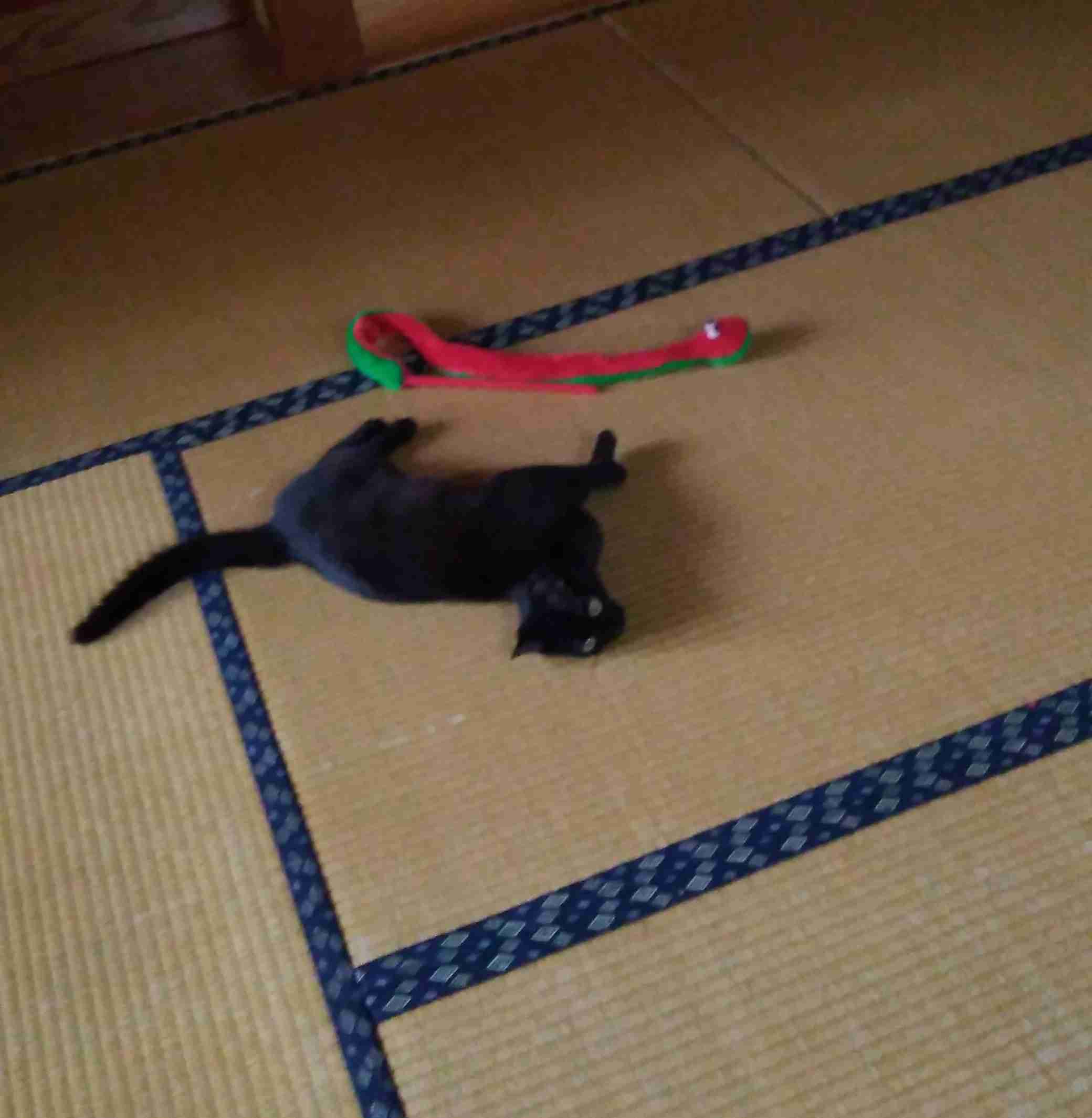 がるちゃん猫カフェ75号店開店しました♪(初めての方も大歓迎♪)