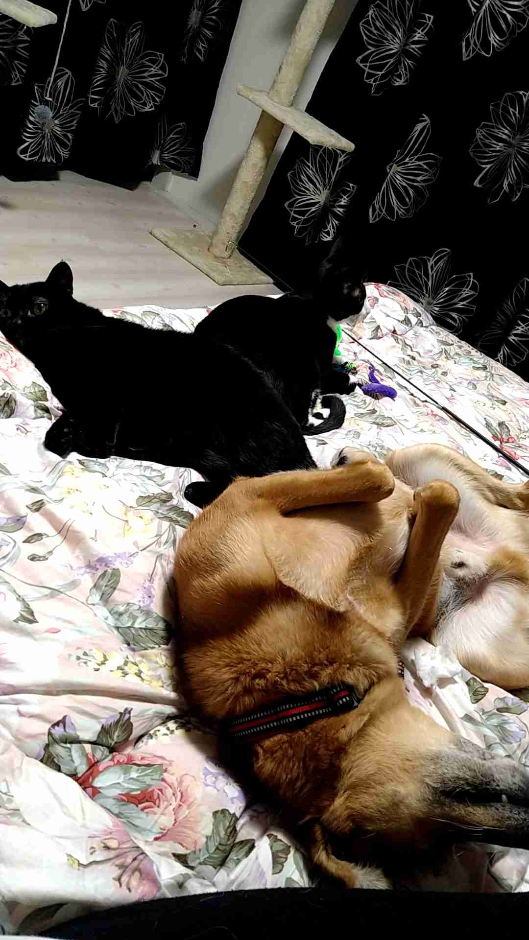 【犬でも】多頭飼いの良いとこ悪いとこ【猫でも】