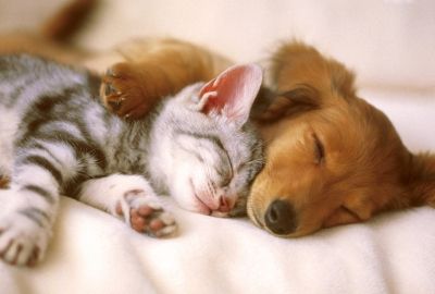 【犬でも】多頭飼いの良いとこ悪いとこ【猫でも】