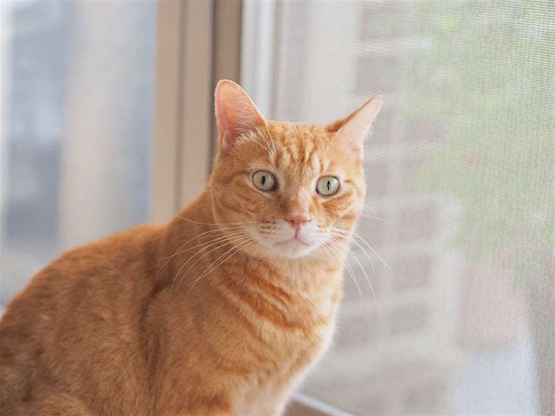 今はないけど昔家にあったもの選手権