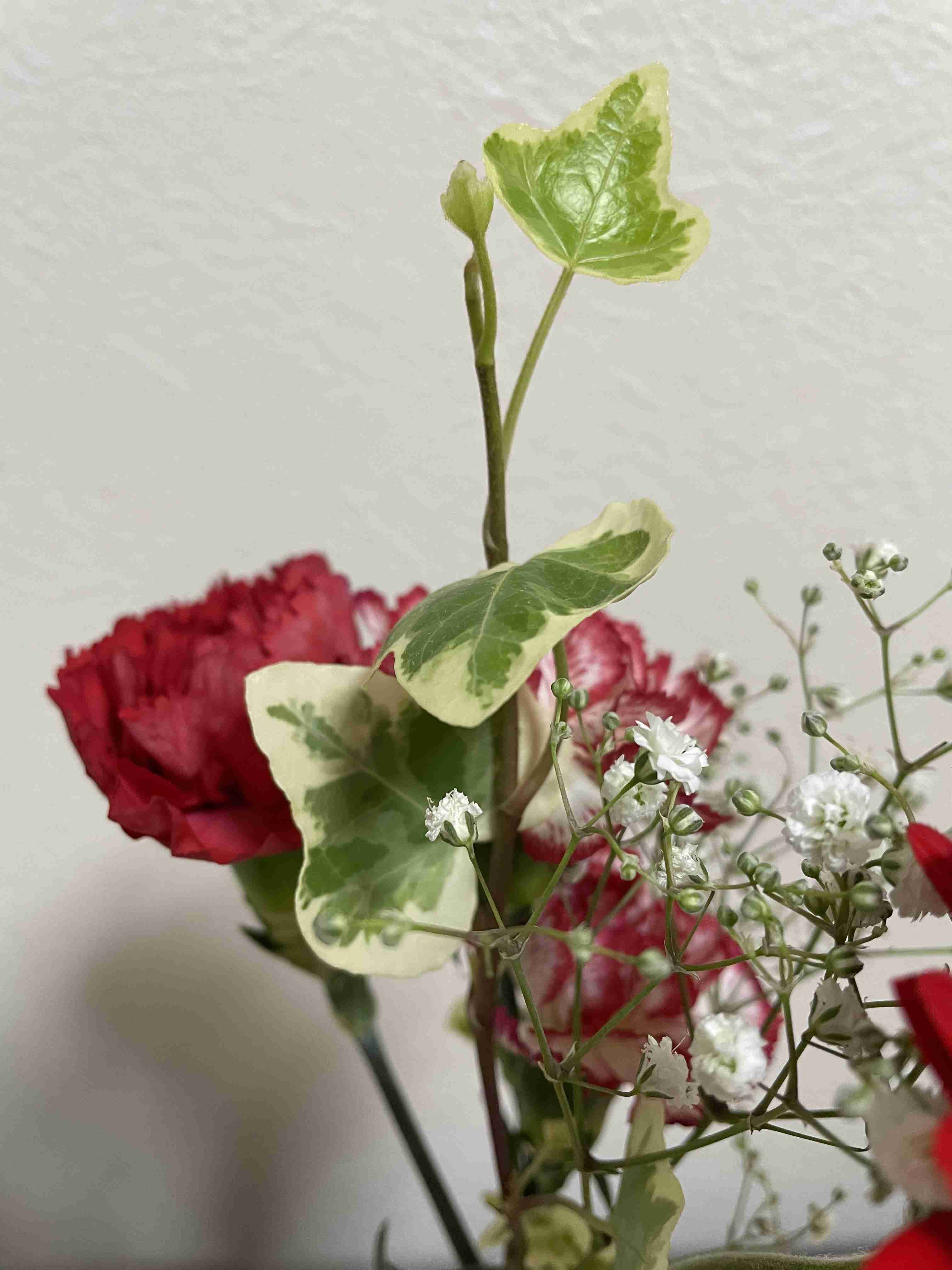 観葉植物　愛でる人で語りたい
