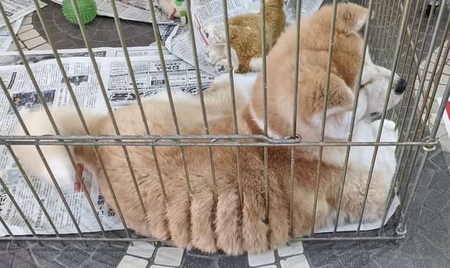 画像をアップすると似たような画像が送られてくるトピ その2