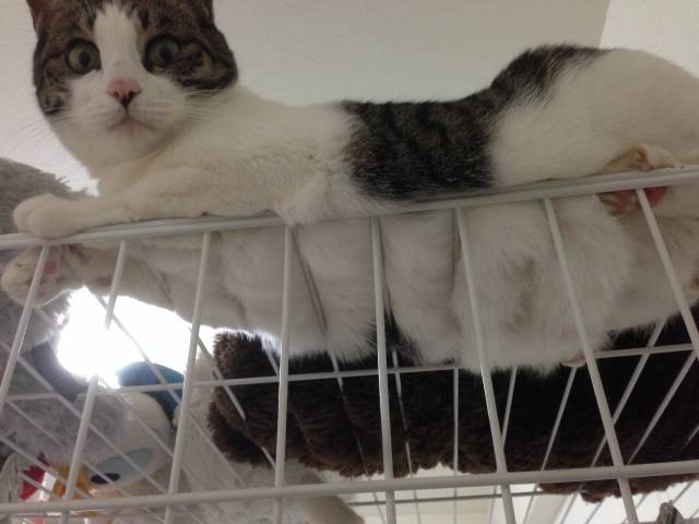 画像をアップすると似たような画像が送られてくるトピ その2