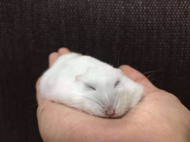 画像をアップすると似たような画像が送られてくるトピ その2