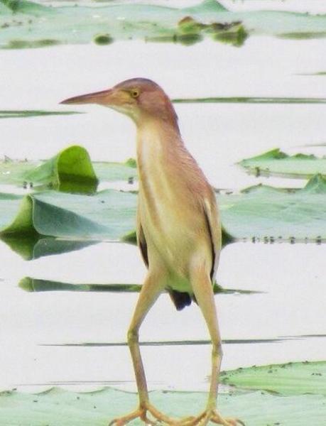 画像をアップすると似たような画像が送られてくるトピ その2