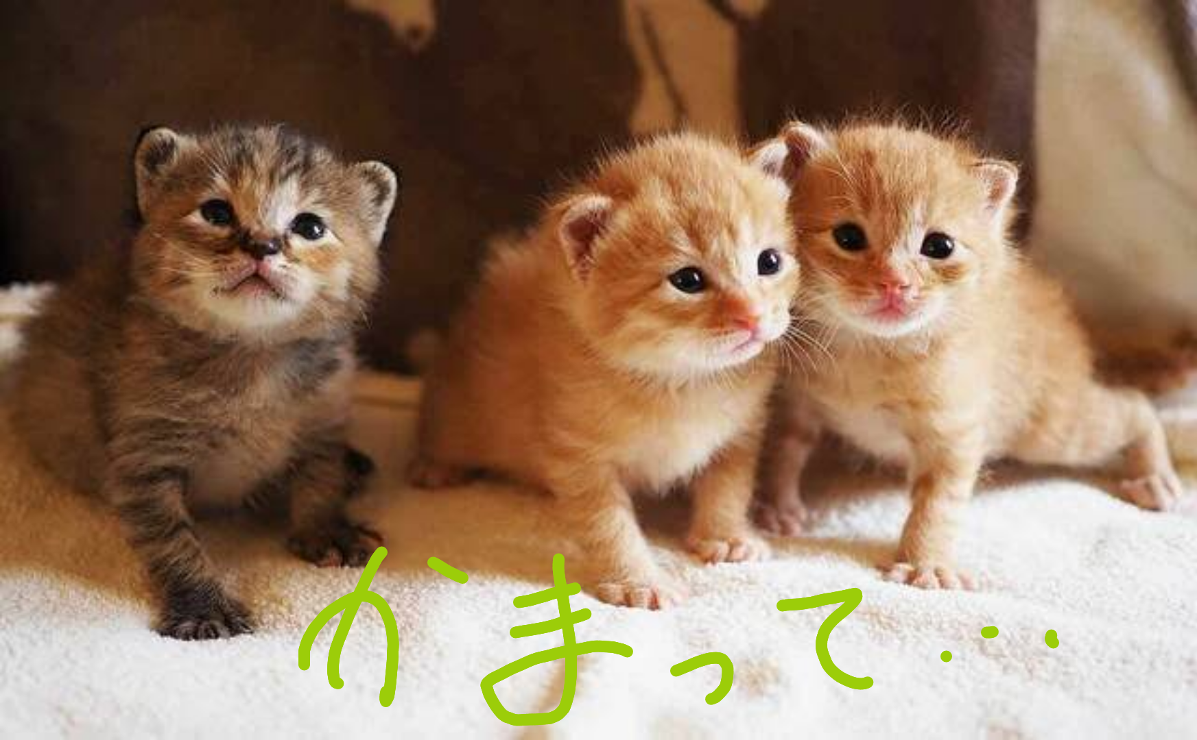 画像を貼ると誰かがトピタイを考えてくれるトピPart11
