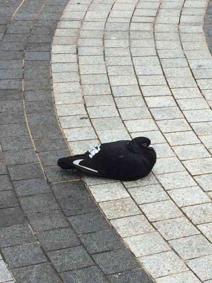 画像を貼ると誰かがトピタイを考えてくれるトピPart11