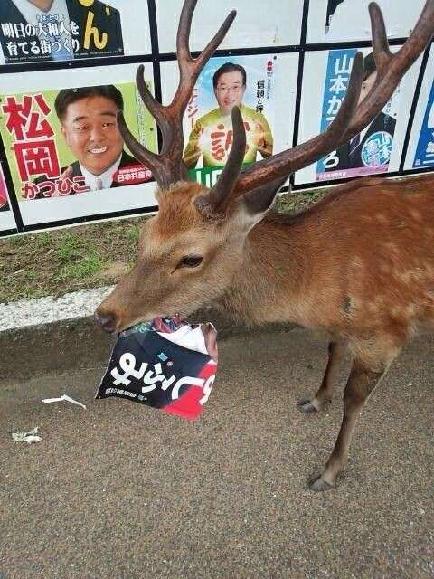 画像を貼ると誰かがトピタイを考えてくれるトピPart11