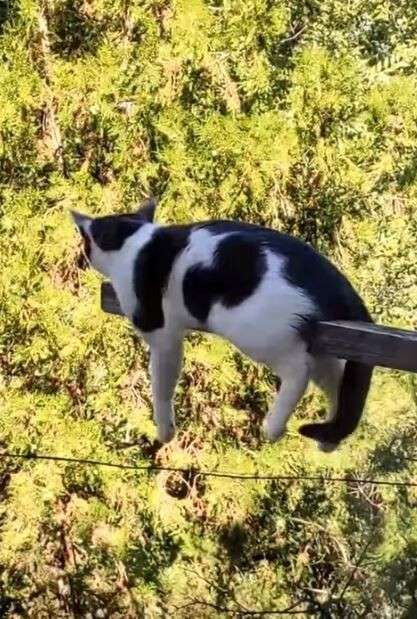 画像を貼ると誰かがトピタイを考えてくれるトピPart11