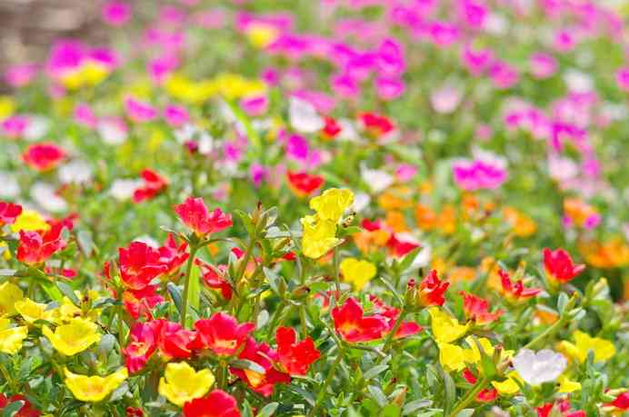 花壇初心者へのアドバイス
