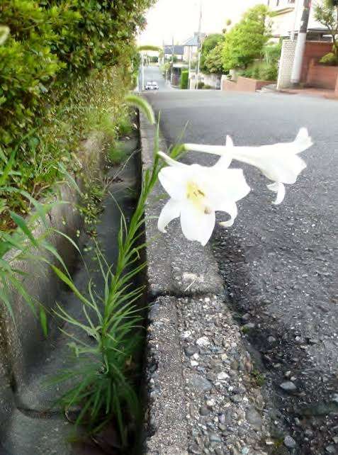 花壇初心者へのアドバイス