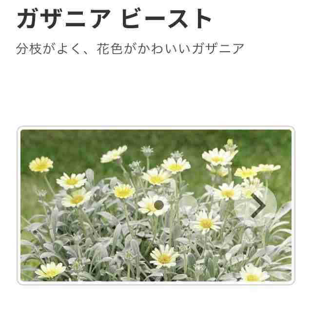 花壇初心者へのアドバイス