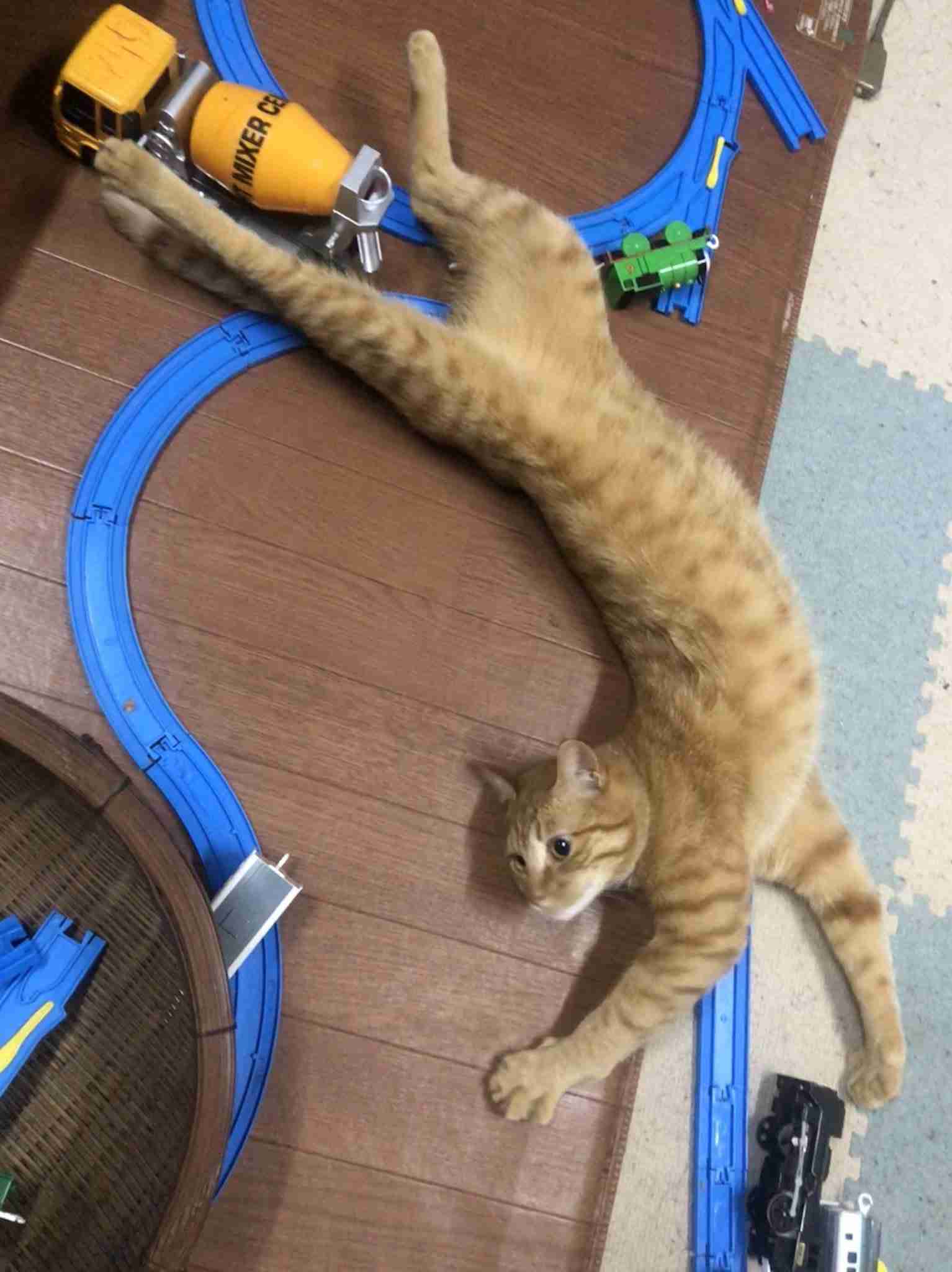 ペットの飼育相談所 part2