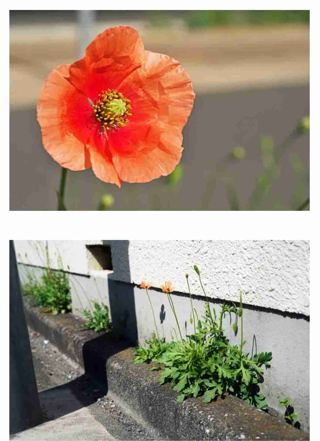 携帯電話が不通・広域停電・GPS精度低下…100年に1回の「太陽フレア」に警戒を