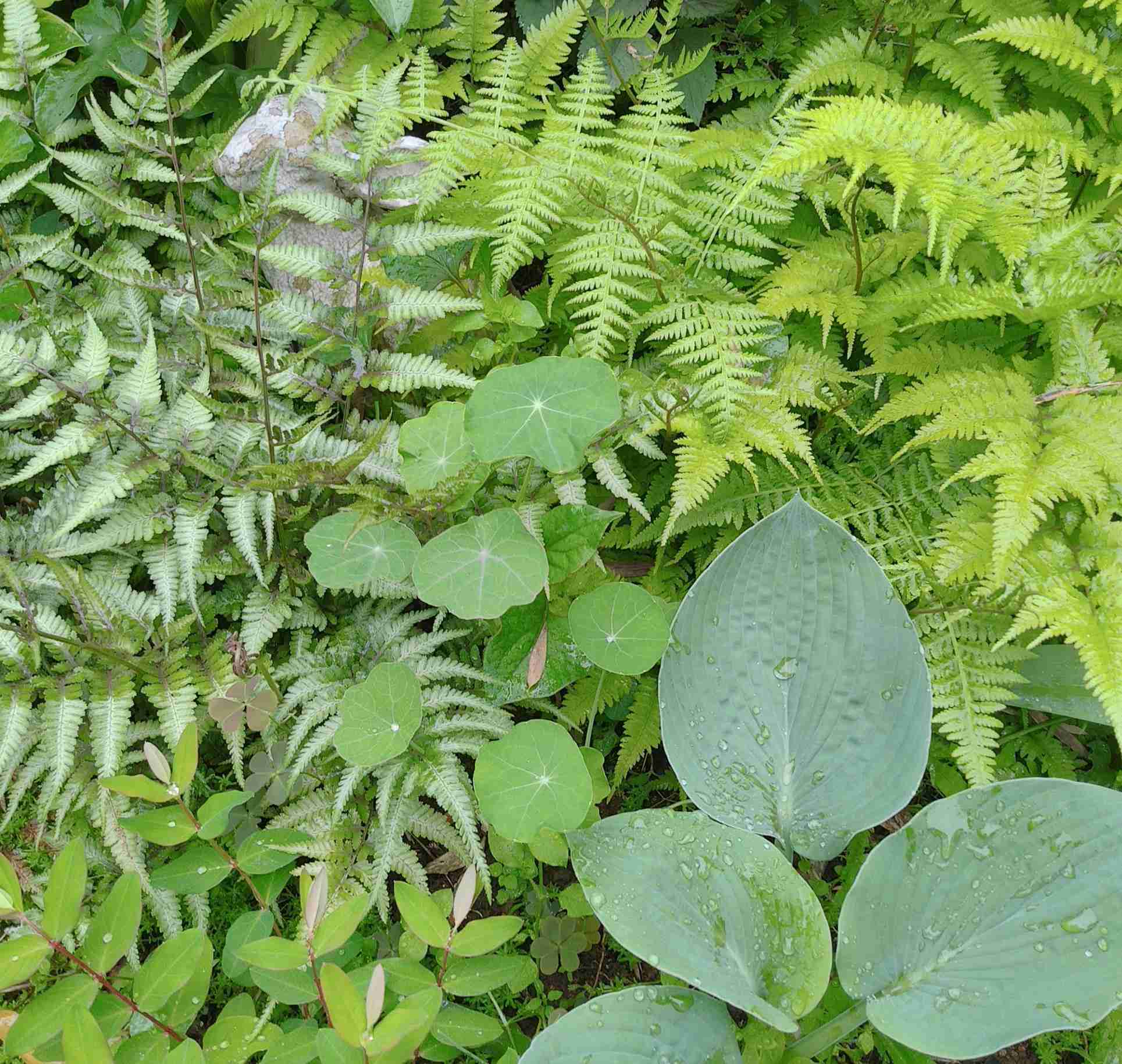 〚ガーデニング〛カラーリーフ🌿好きな人集まれ～！〚庭・ベランダ〛
