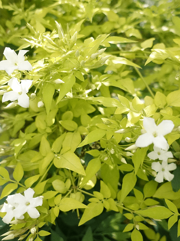 〚ガーデニング〛カラーリーフ🌿好きな人集まれ～！〚庭・ベランダ〛