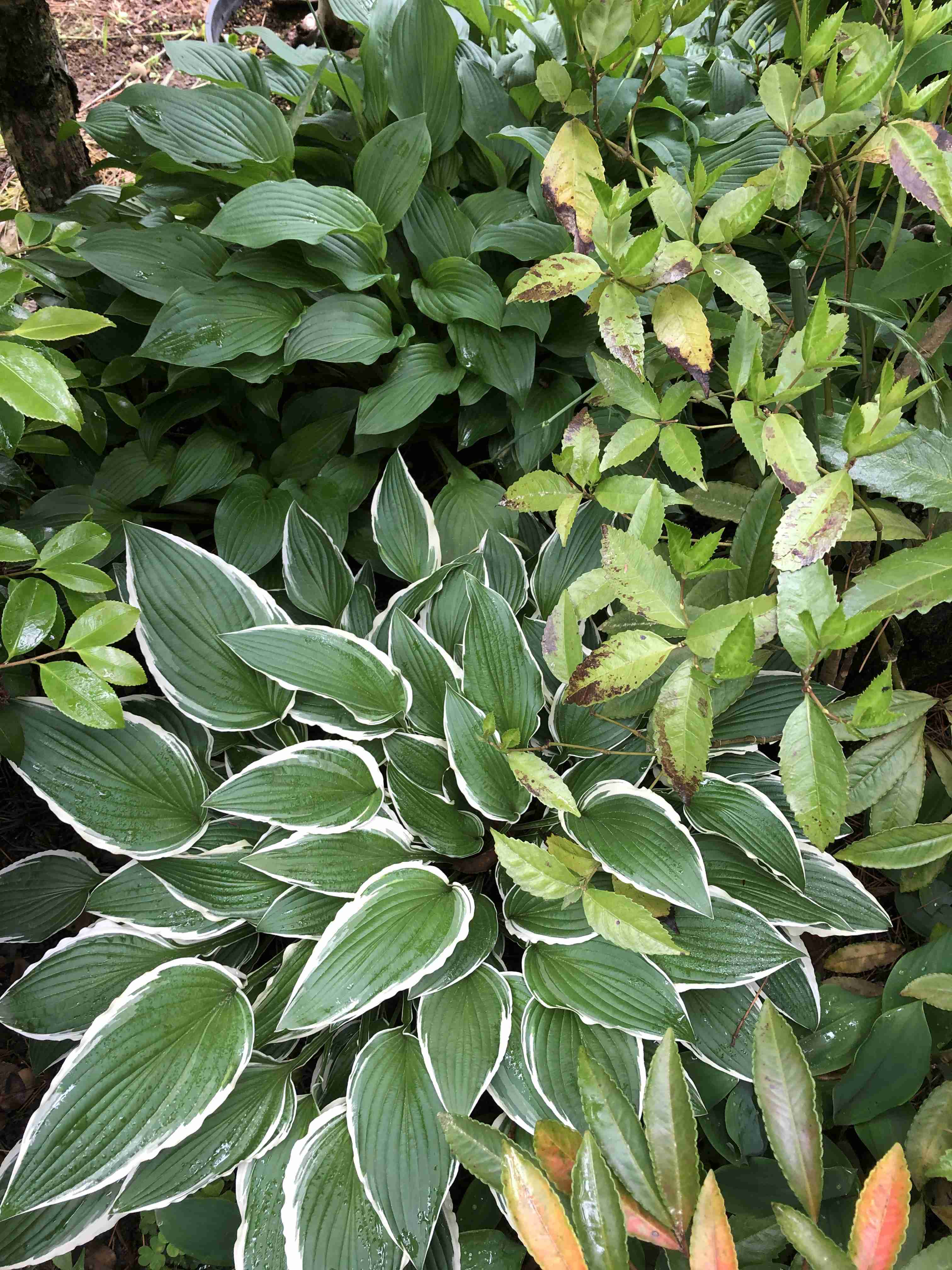 〚ガーデニング〛カラーリーフ🌿好きな人集まれ～！〚庭・ベランダ〛