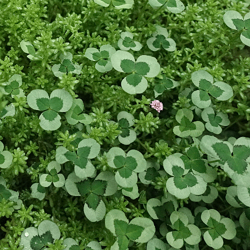 〚ガーデニング〛カラーリーフ🌿好きな人集まれ～！〚庭・ベランダ〛