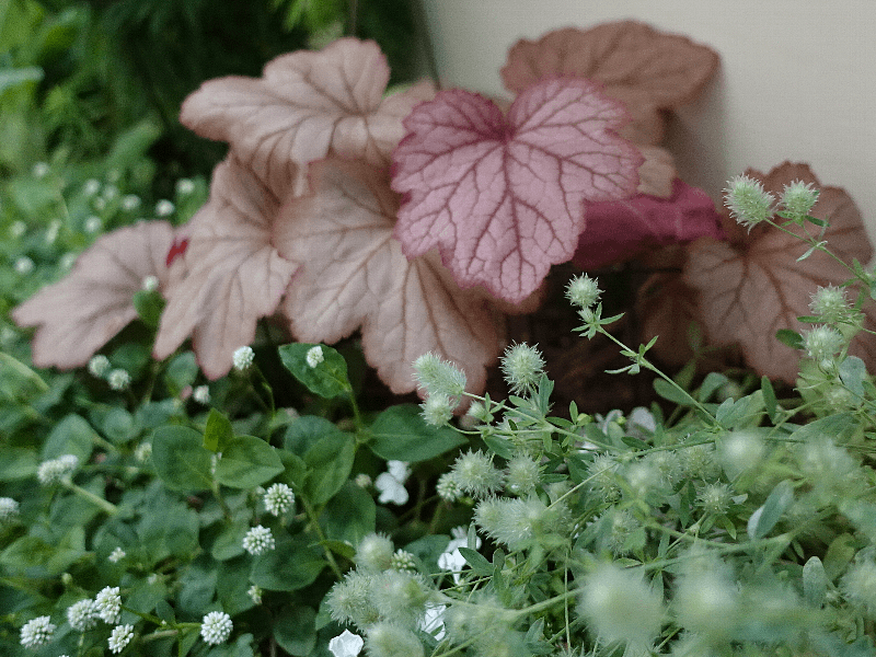 〚ガーデニング〛カラーリーフ🌿好きな人集まれ～！〚庭・ベランダ〛
