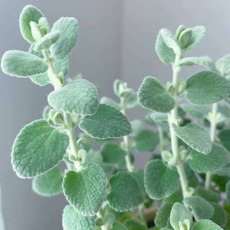 〚ガーデニング〛カラーリーフ🌿好きな人集まれ～！〚庭・ベランダ〛