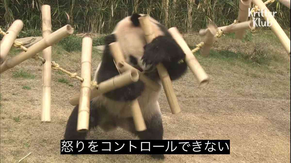 推しが好き過ぎて避けてる人