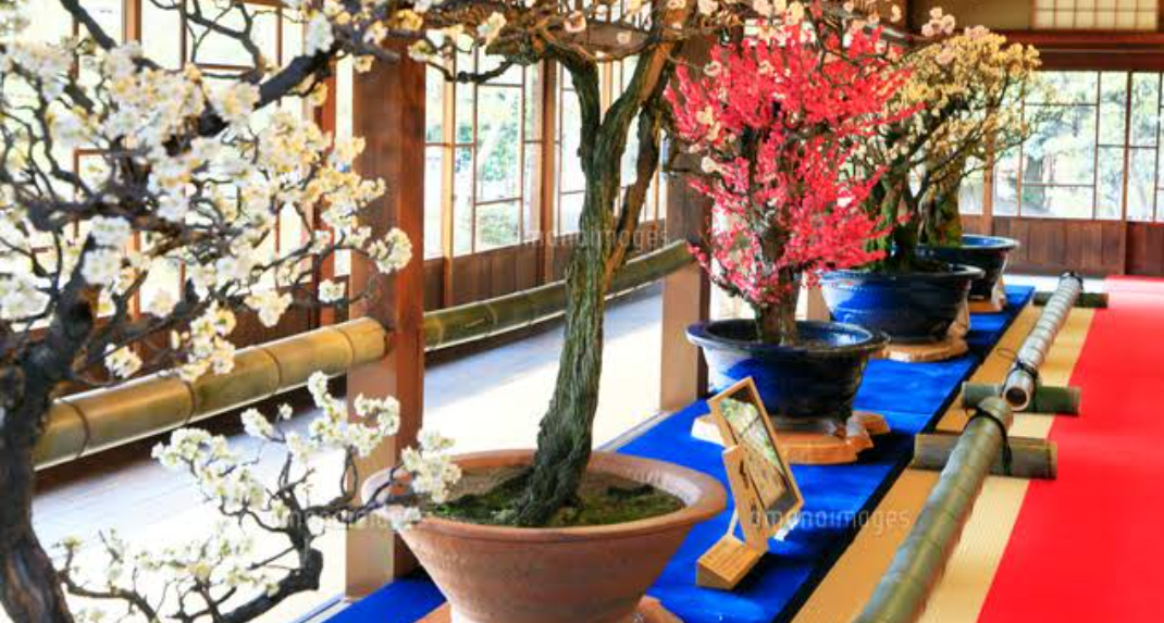 盆栽に興味があるひと!