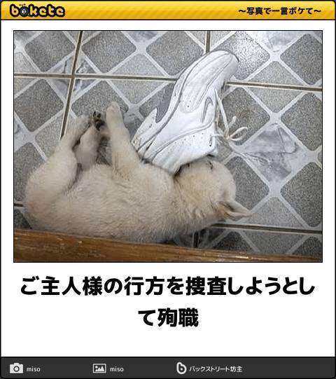 何度見ても秀逸だと思う「bokete」を貼っていくトピPart9