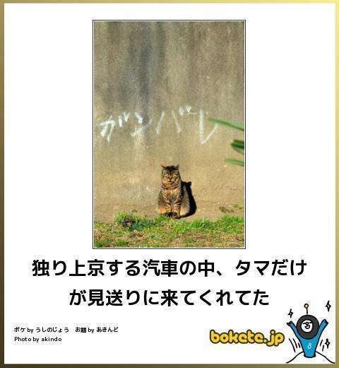 何度見ても秀逸だと思う「bokete」を貼っていくトピPart9