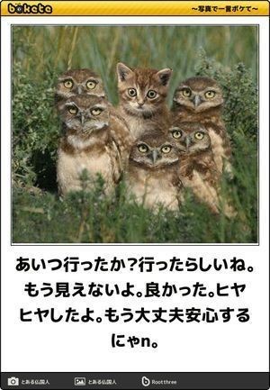 何度見ても秀逸だと思う「bokete」を貼っていくトピPart9