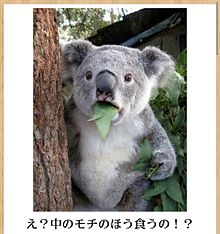 何度見ても秀逸だと思う「bokete」を貼っていくトピPart9