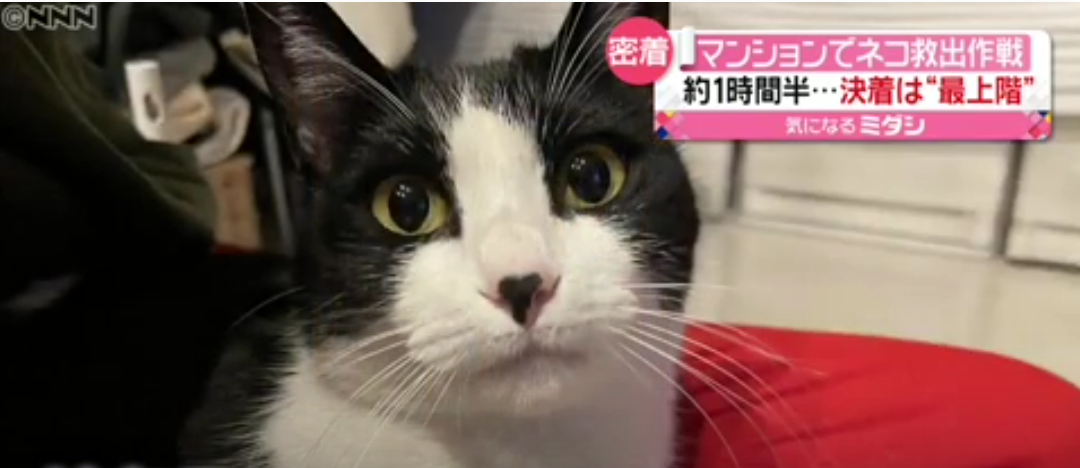 10階建てマンションの壁にネコ…「救出大作戦」“最上階”で決着 絆はより深く…