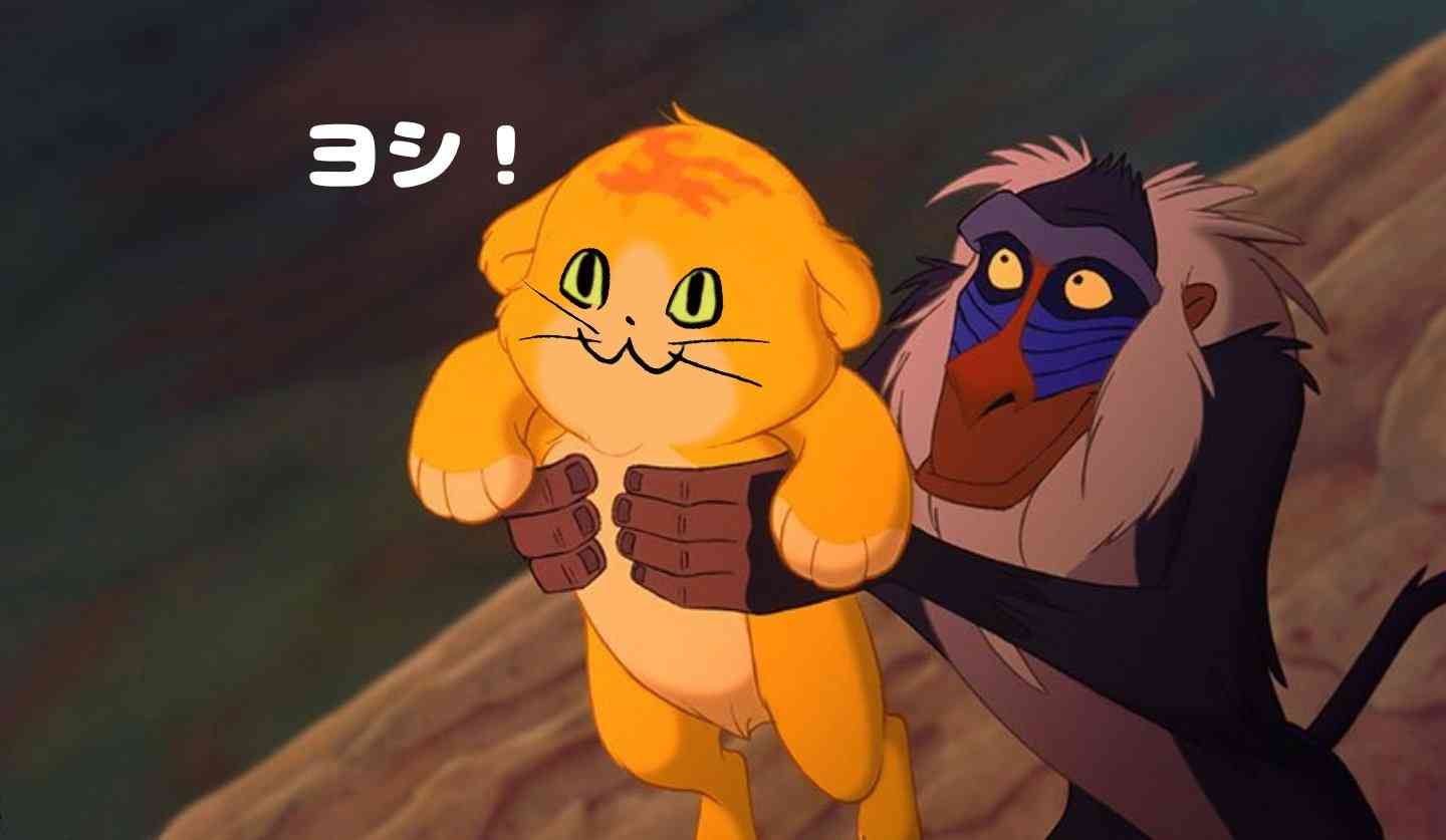 10階建てマンションの壁にネコ…「救出大作戦」“最上階”で決着 絆はより深く…