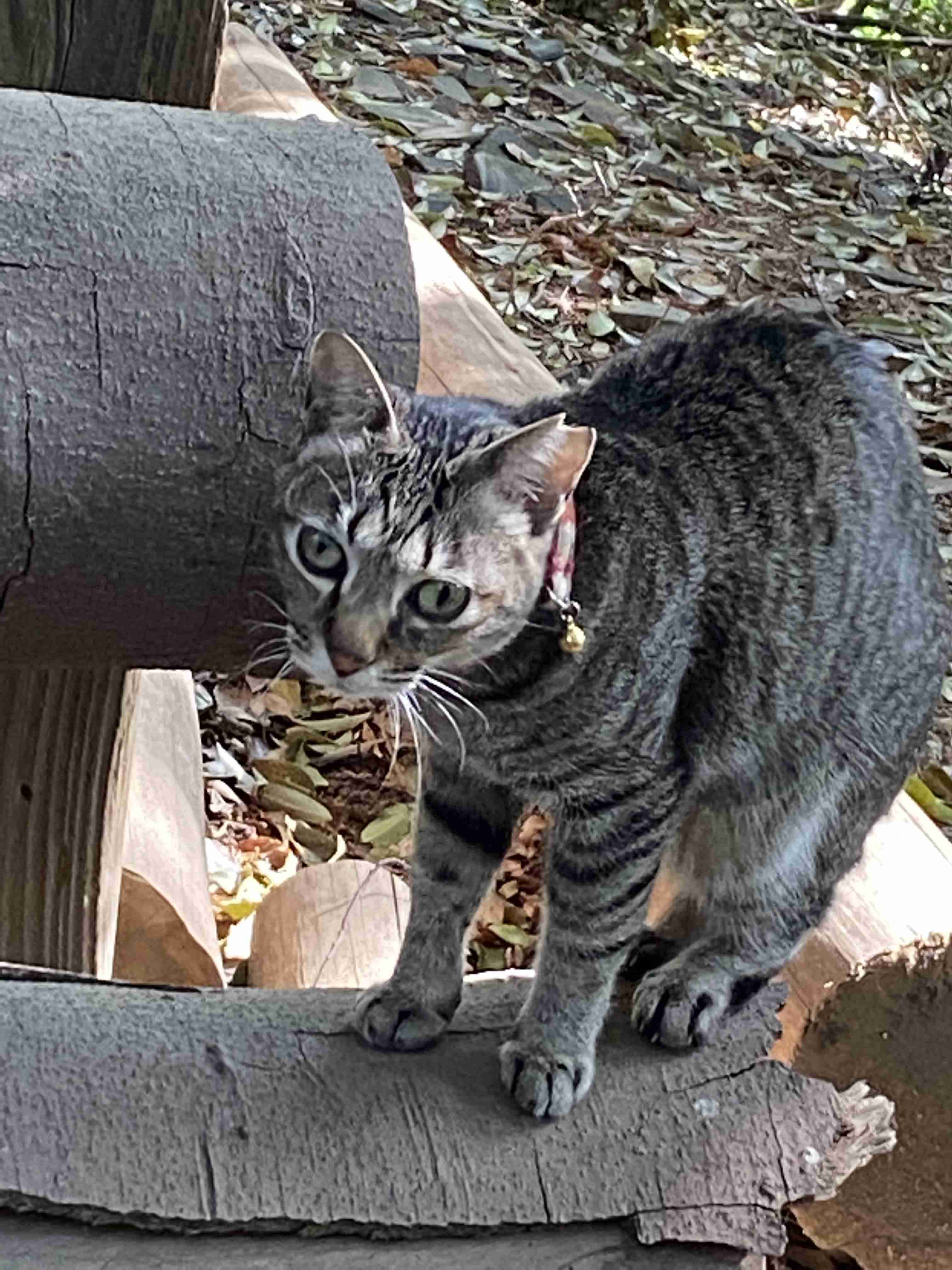 がるちゃん猫カフェ76号店開店しました♪(初めての方も大歓迎♪)