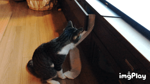 がるちゃん猫カフェ76号店開店しました♪(初めての方も大歓迎♪)