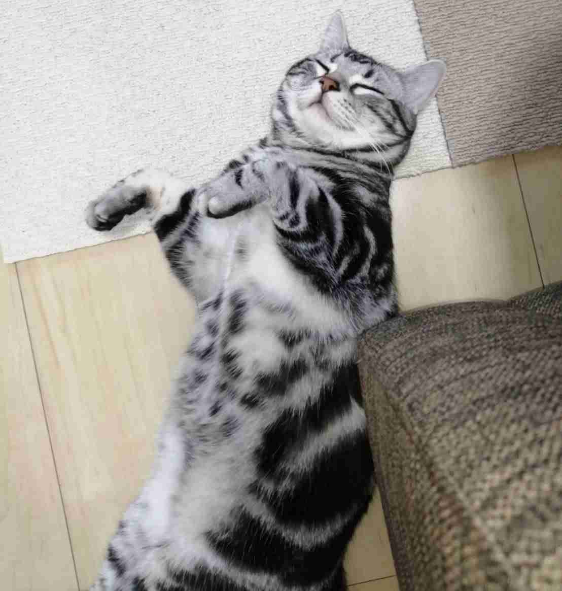 がるちゃん猫カフェ76号店開店しました♪(初めての方も大歓迎♪)