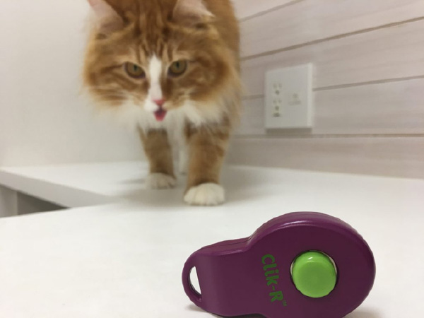 がるちゃん猫カフェ76号店開店しました♪(初めての方も大歓迎♪)