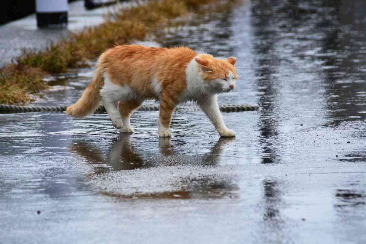 がるちゃん猫カフェ76号店開店しました♪(初めての方も大歓迎♪)