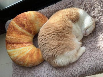 がるちゃん猫カフェ76号店開店しました♪(初めての方も大歓迎♪)
