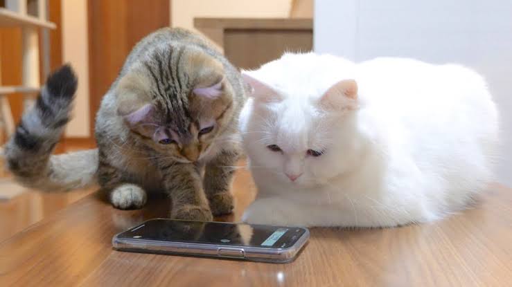 がるちゃん猫カフェ76号店開店しました♪(初めての方も大歓迎♪)