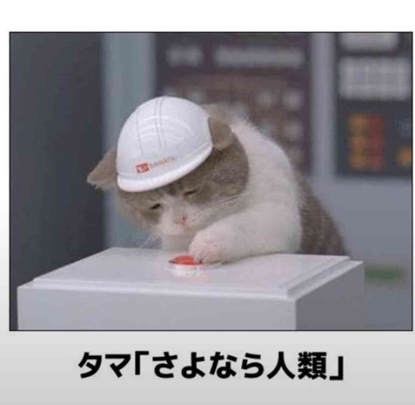 がるちゃん猫カフェ76号店開店しました♪(初めての方も大歓迎♪)