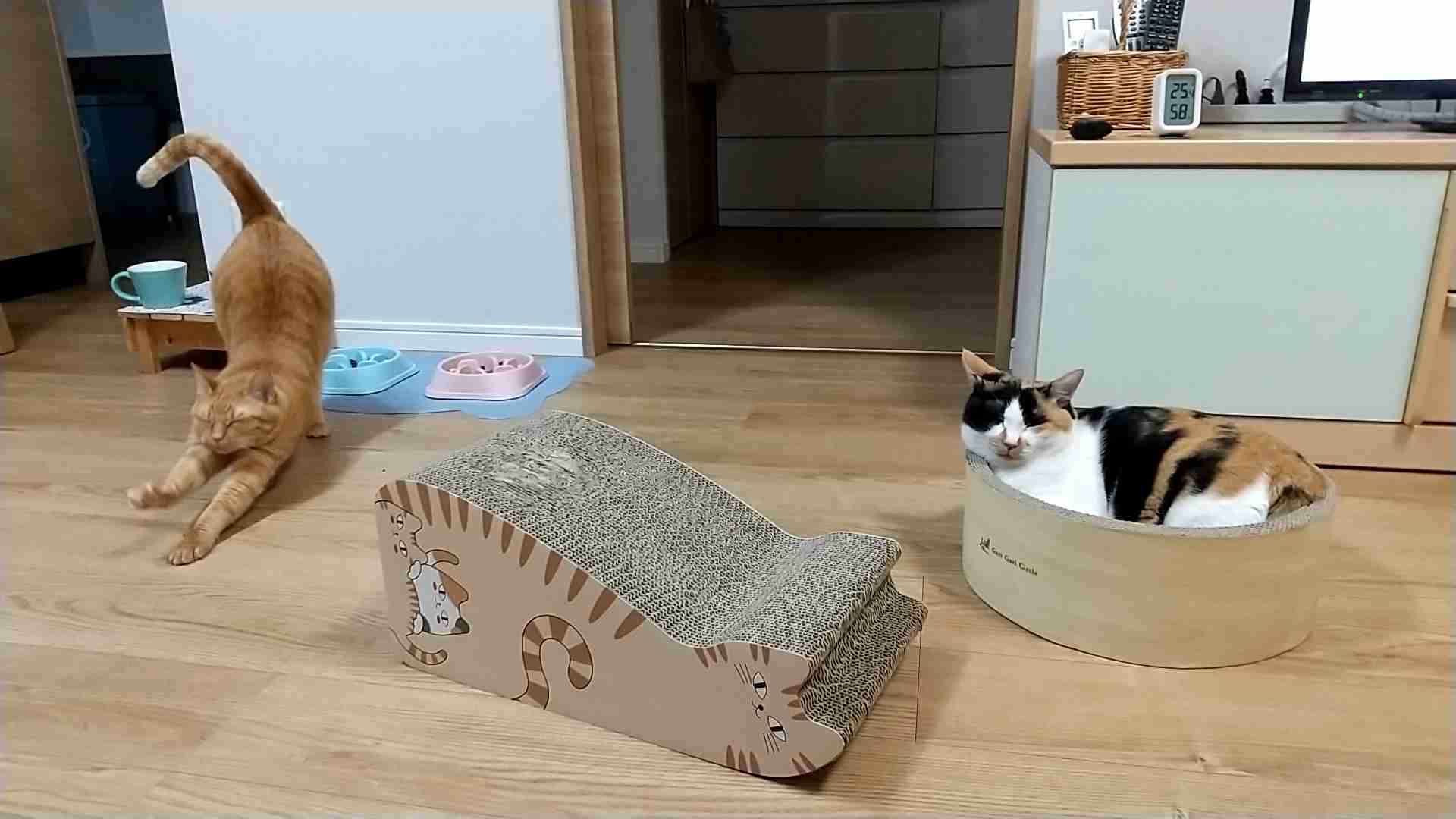 がるちゃん猫カフェ76号店開店しました♪(初めての方も大歓迎♪)